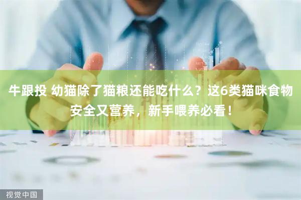 牛跟投 幼猫除了猫粮还能吃什么？这6类猫咪食物安全又营养，新手喂养必看！